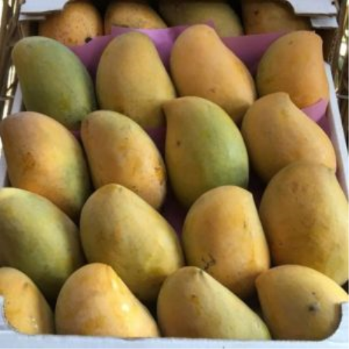Oweis Mango